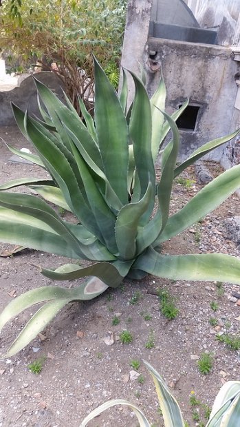 (92) Complesso Monastico - Giardino dei Novizi